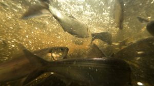 Alewives in Penobscot River Nolan Altvater 1