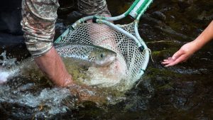 salmon in net